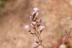 Limonium algarvense