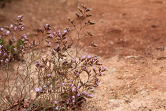 Limonium algarvense