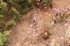 Limonium algarvense