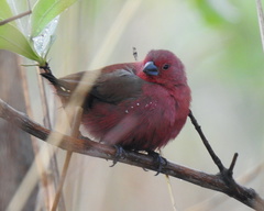 Lagonosticta rhodopareia