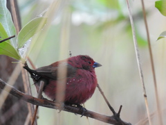Lagonosticta rhodopareia