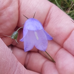 Campanula rotundifolia