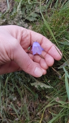 Campanula rotundifolia