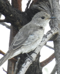 Muscicapa striata striata