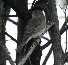 Muscicapa striata striata