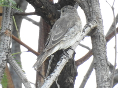 Muscicapa striata striata