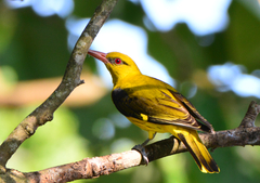 Indian Golden Oriole photo 1