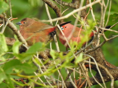 Lagonosticta rhodopareia