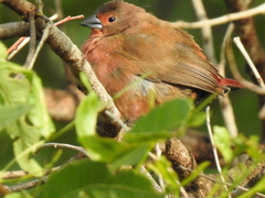 Lagonosticta rhodopareia