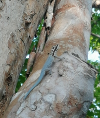 Lygodactylus mombasicus