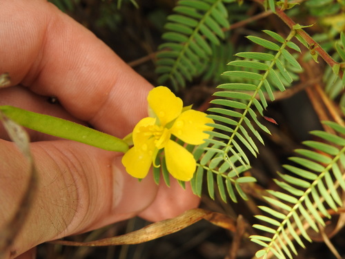 Image of Trailing dwarf cassia by (c) Matthew Fainman, some rights reserved (CC BY)