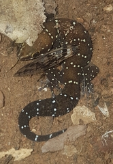 Pachydactylus tigrinus