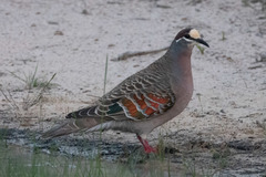 Common Bronzewing photo 5