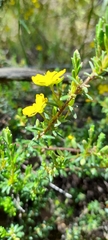 Hibbertia australis