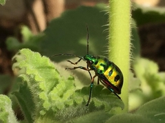 Chrysocoris