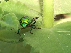 Chrysocoris