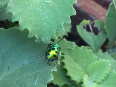 Chrysocoris
