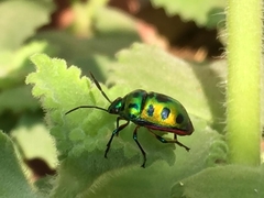 Chrysocoris