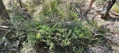 Hibbertia australis