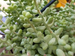 Sedum burrito