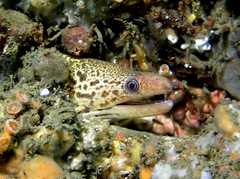 Gymnothorax cribroris