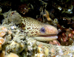 Gymnothorax cribroris