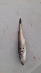 Normanichthys crockeri