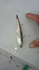 Normanichthys crockeri