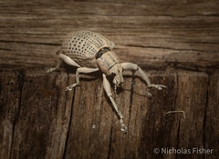 Pullenius kimberii
