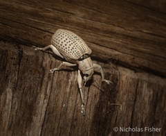 Pullenius kimberii