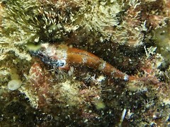 Black-Throated Triplefin photo 5