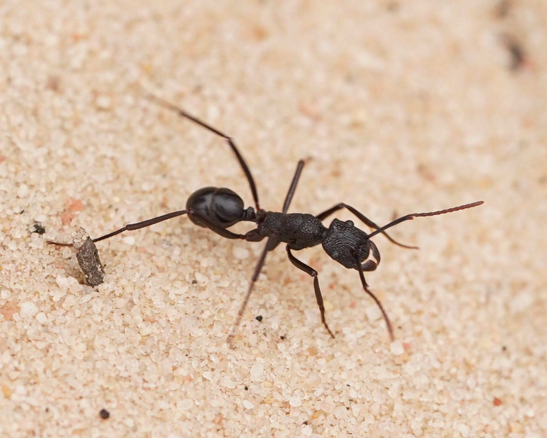Rhytidoponera mayri