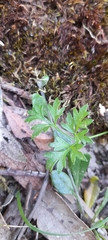 Xanthosia dissecta