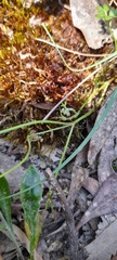 Xanthosia dissecta