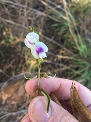 Tephrosia glomeruliflora