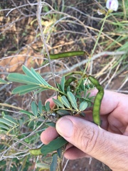 Tephrosia glomeruliflora