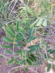 Tephrosia glomeruliflora