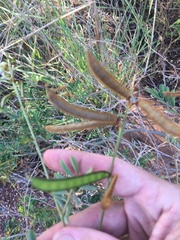 Tephrosia glomeruliflora
