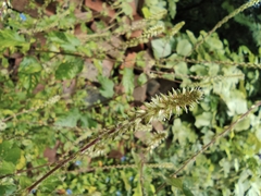 Achyranthes bidentata