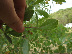 Searsia zeyheri