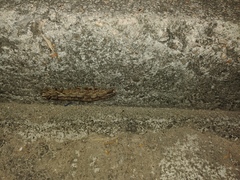 Lasiocampoidea