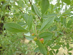 Searsia zeyheri