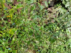 Achyranthes bidentata