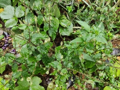 Achyranthes bidentata