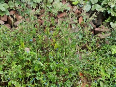 Achyranthes bidentata