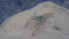Macrobrachium formosense