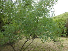 Searsia zeyheri