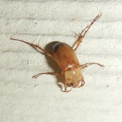 Phyllotocus macleayi