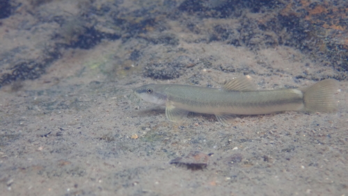 Onzeker bermpje (Schistura incerta) — Nemacheilidae — 3