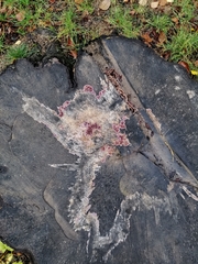 Chondrostereum purpureum